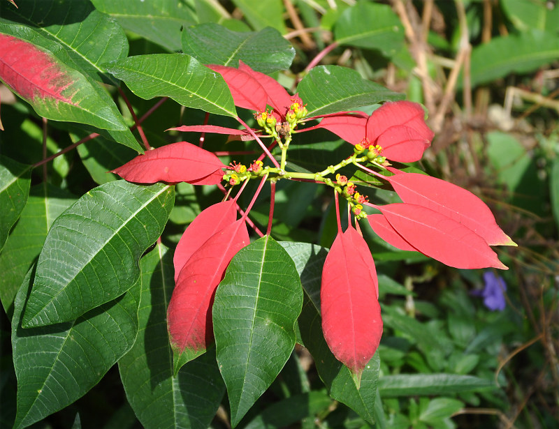 Изображение особи Euphorbia pulcherrima.