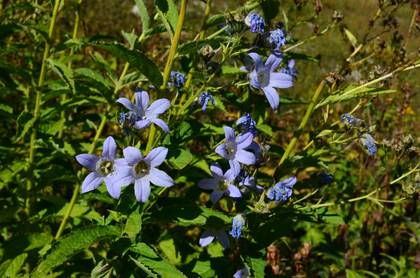 Изображение особи Gadellia lactiflora.