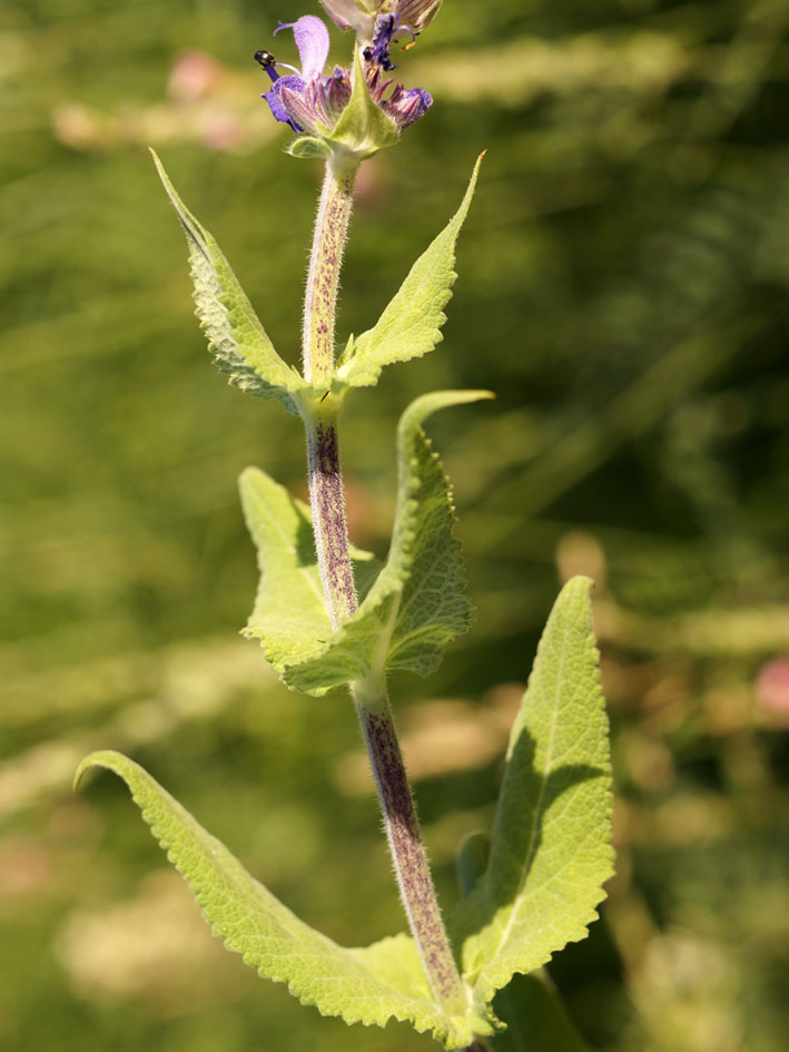 Image of Salvia deserta specimen.