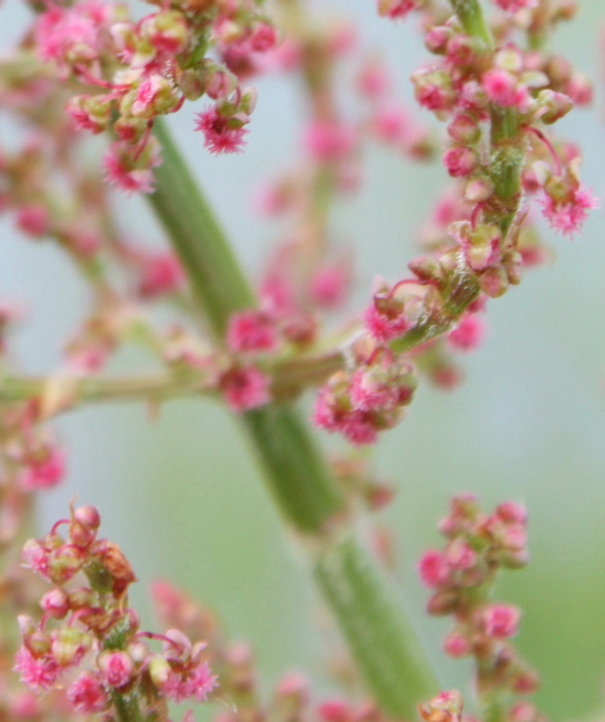 Изображение особи Rumex thyrsiflorus.