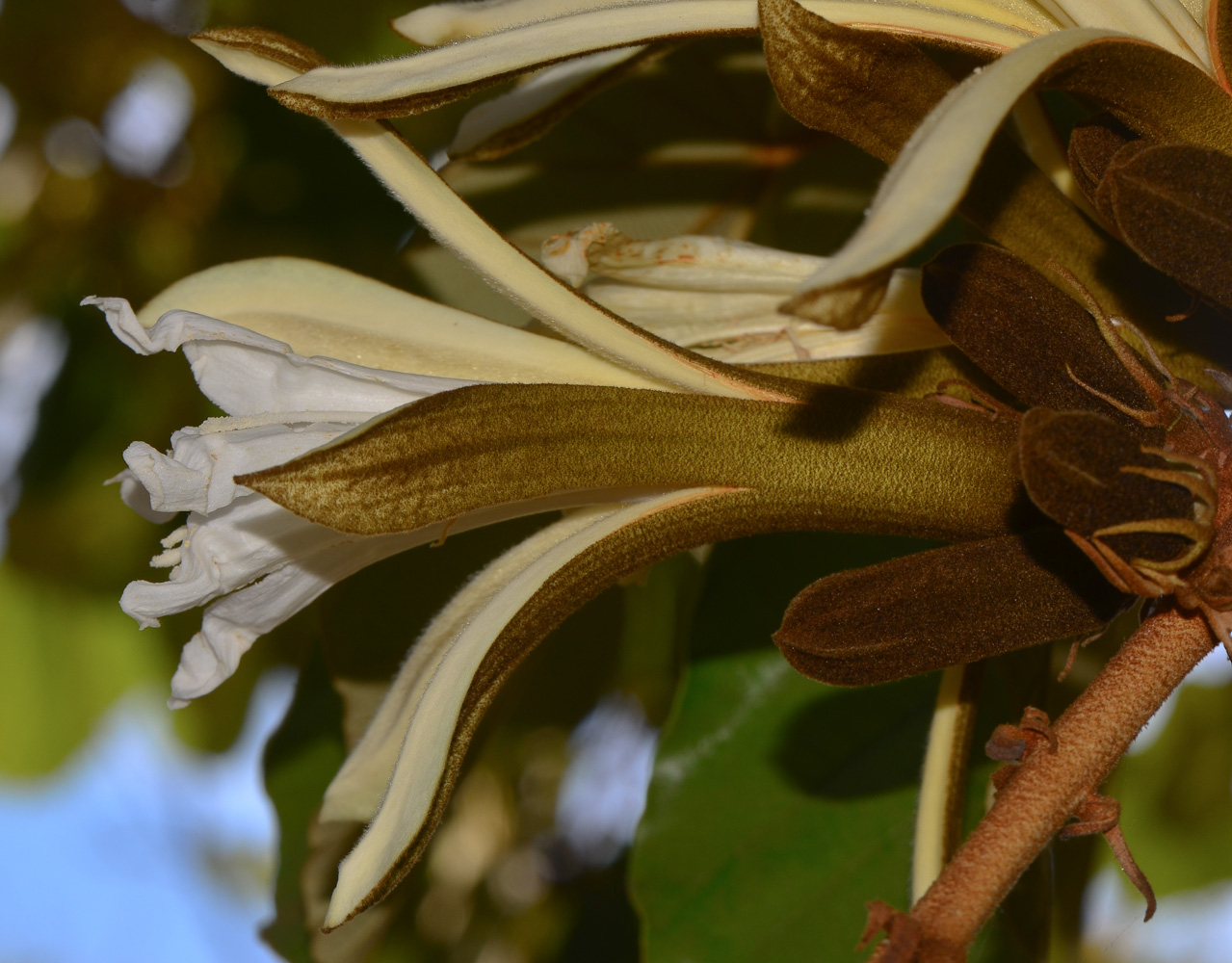 Изображение особи Pterospermum acerifolium.