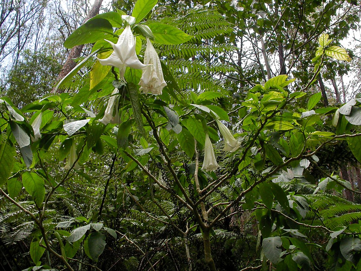 Изображение особи род Brugmansia.