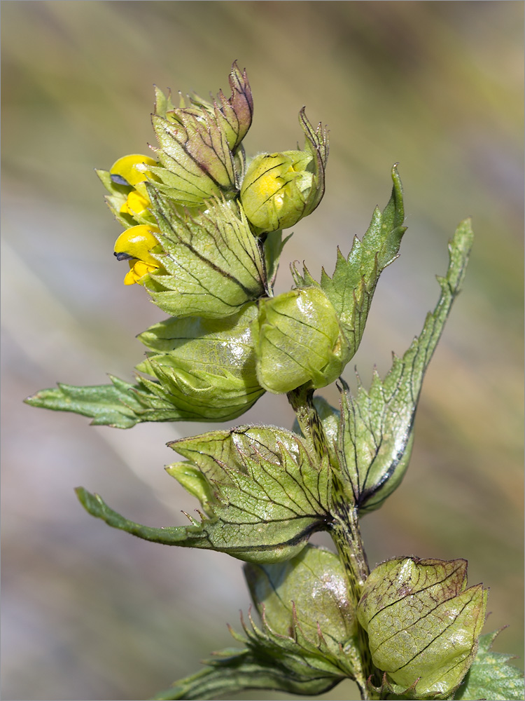 Изображение особи Rhinanthus minor.