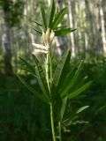 Trifolium spryginii. Верхушка цветущего растения. Челябинская обл., окр. г. Челябинск, Золотая горка, разнотравная поляна в берёзовом лесу. 05.07.2014.