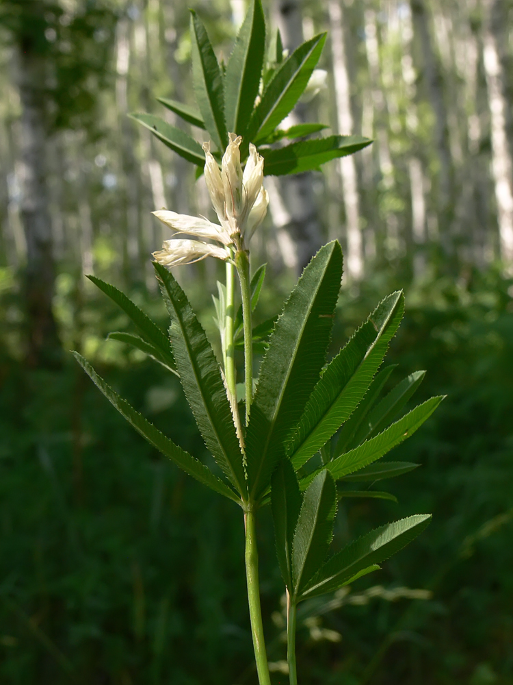 Image of Trifolium spryginii specimen.