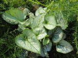 Brunnera macrophylla