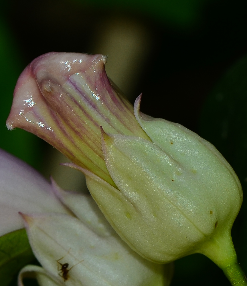 Image of Podranea ricasoliana specimen.