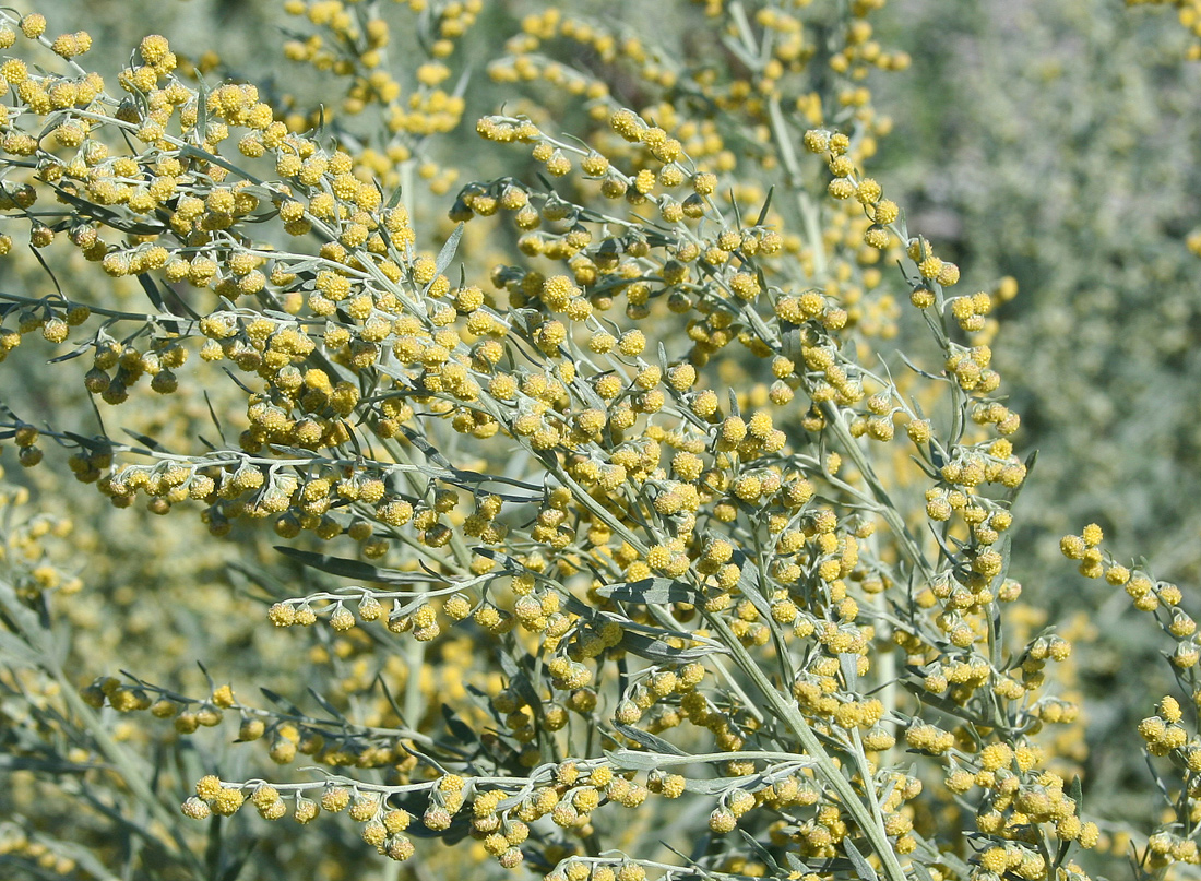 Image of Artemisia absinthium specimen.