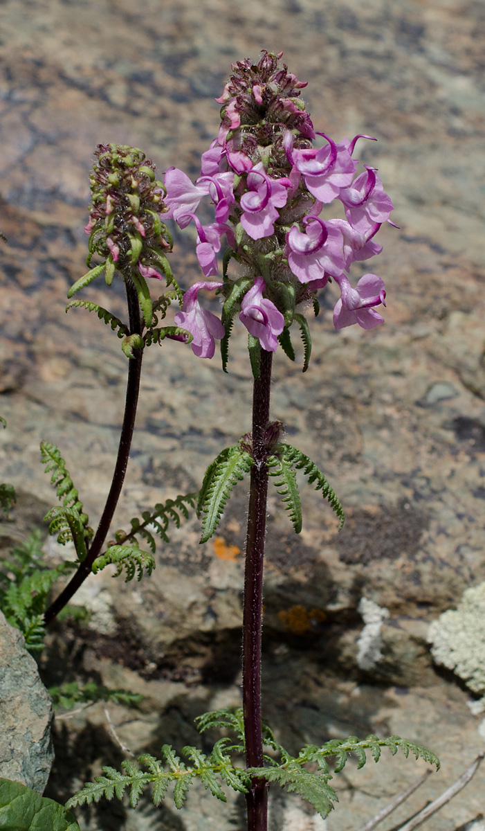 Image of Pedicularis fetisowii specimen.