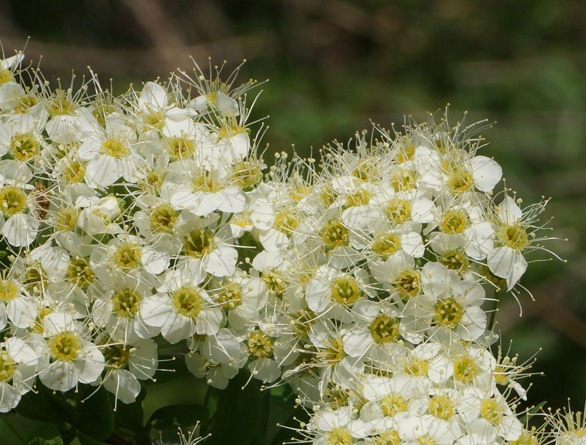 Изображение особи Spiraea media.