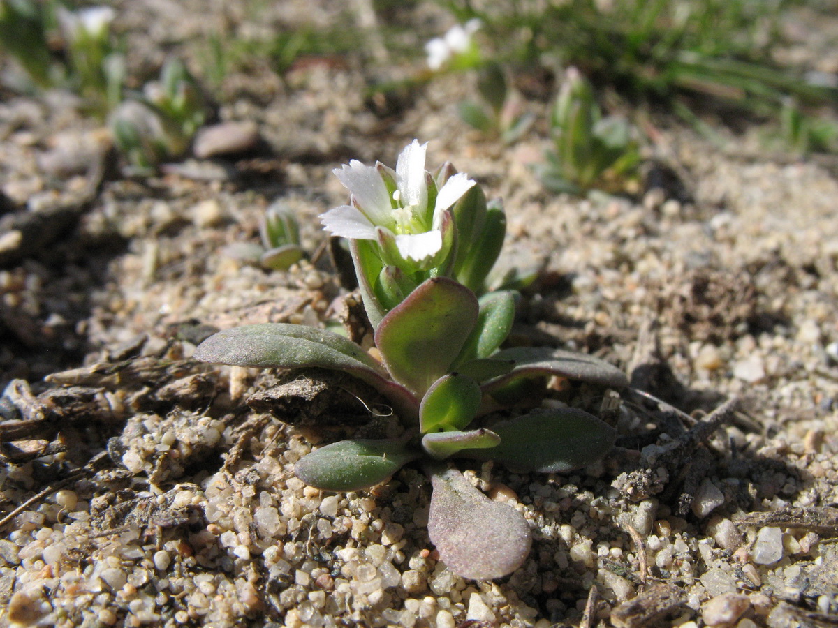 Image of Holosteum umbellatum specimen.