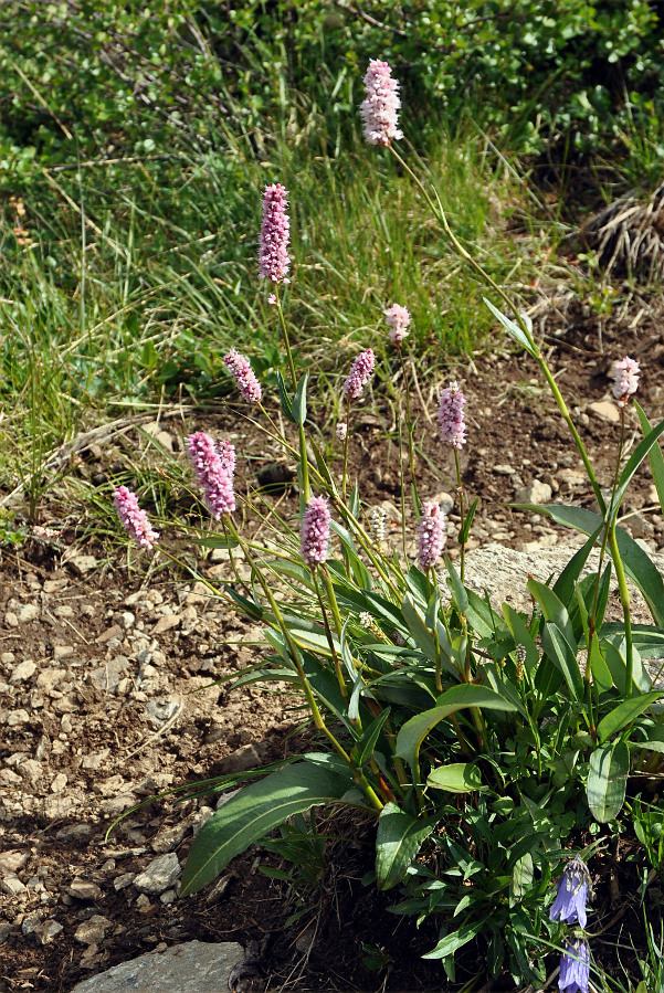 Изображение особи Bistorta officinalis.