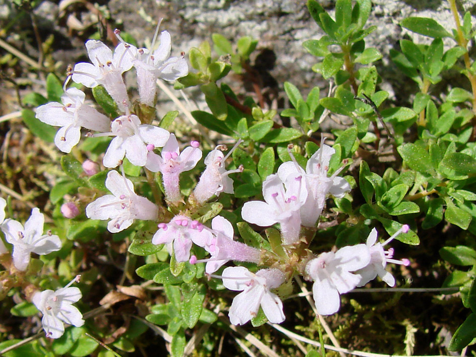 Изображение особи Thymus mongolicus.