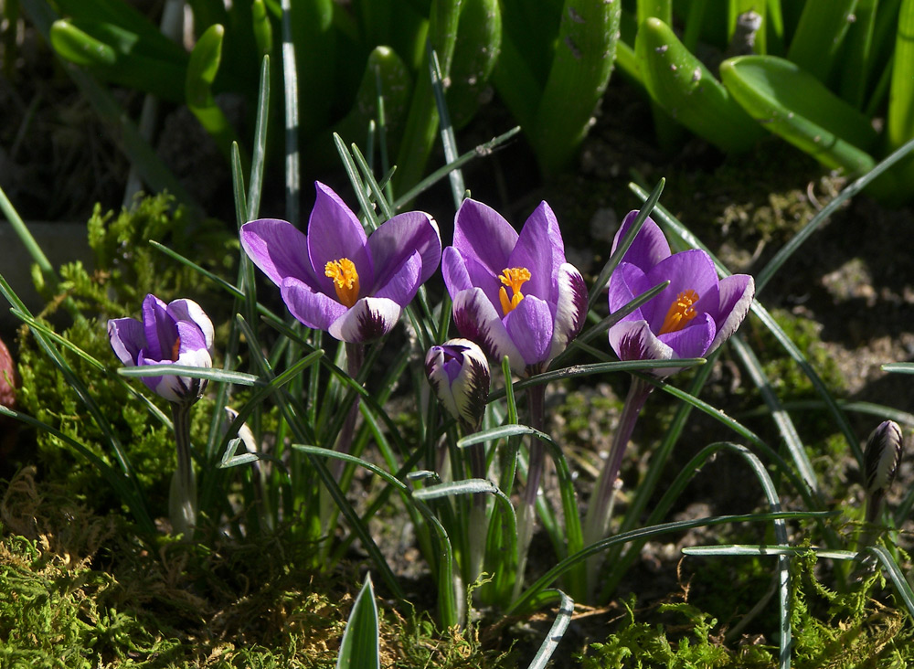 Изображение особи Crocus minimus.