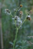 Sonchus arvensis. Верхушка плодоносящего растения. Ленинградская обл., Всеволожский р-н, окр. пос. Куйвози, зарастающее осушенное болото. 19.08.2015.