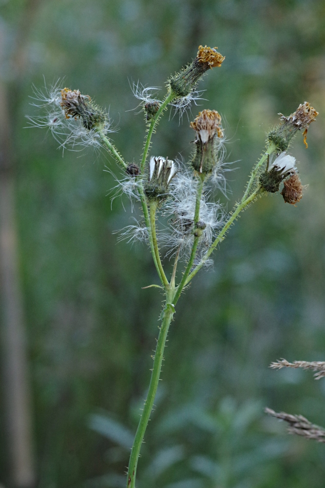 Image of Sonchus arvensis specimen.