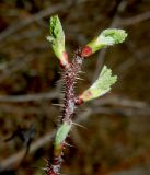 Rosa spinosissima