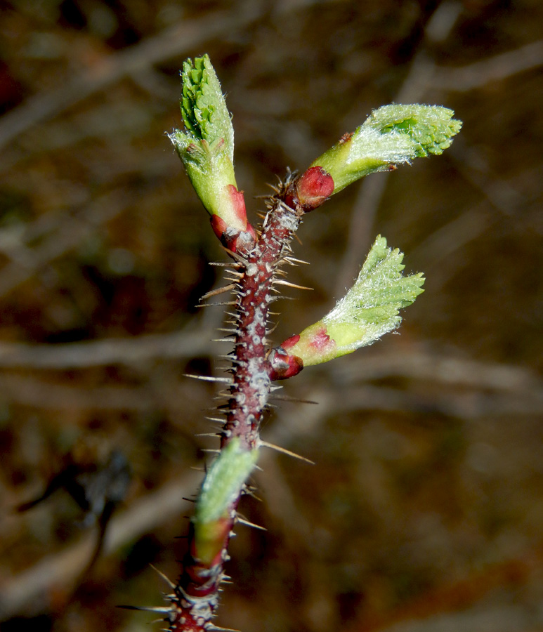 Изображение особи Rosa spinosissima.