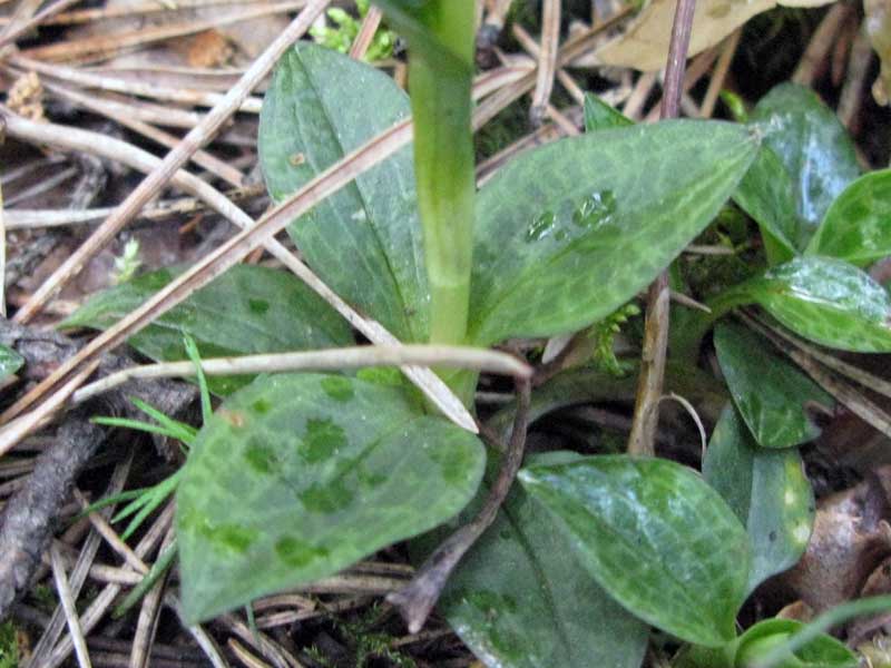 Image of Goodyera repens specimen.