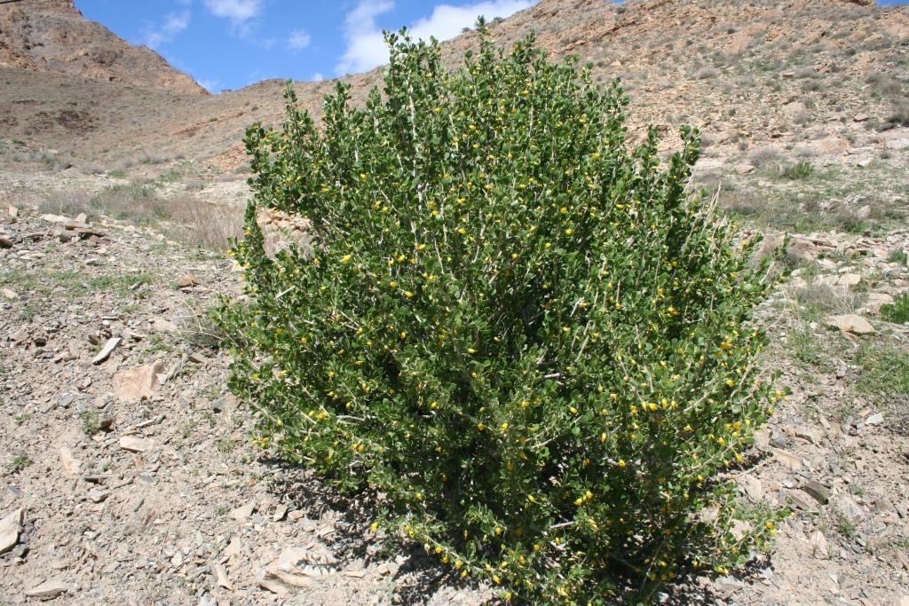 Image of Zygophyllum atriplicoides specimen.