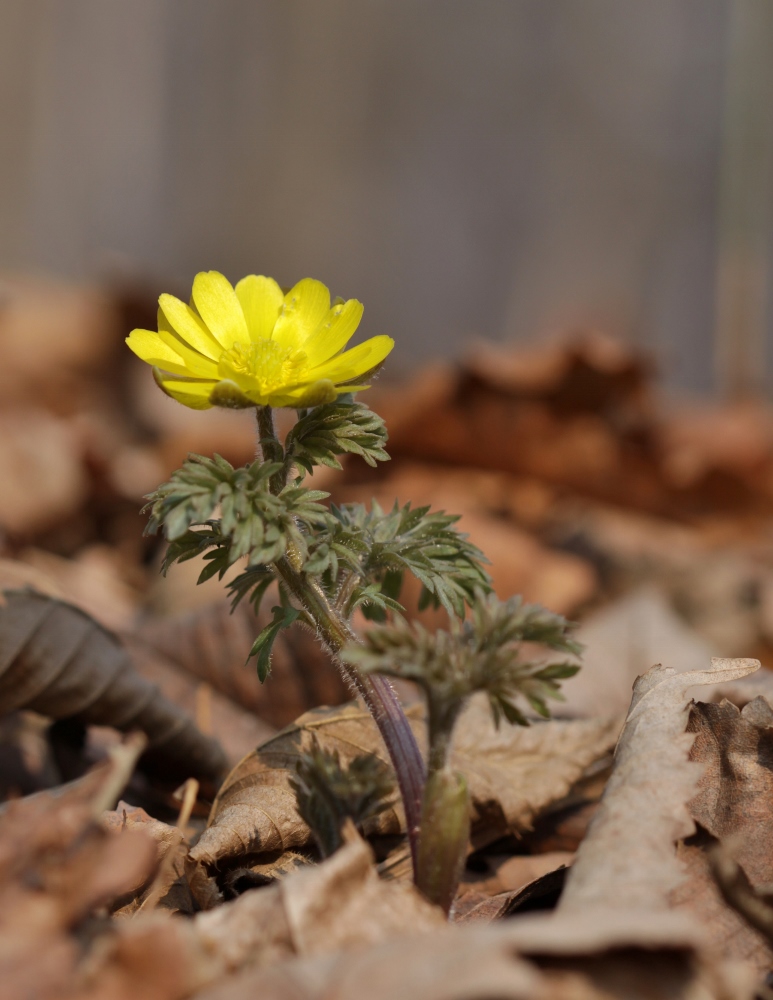 Изображение особи Adonis amurensis.