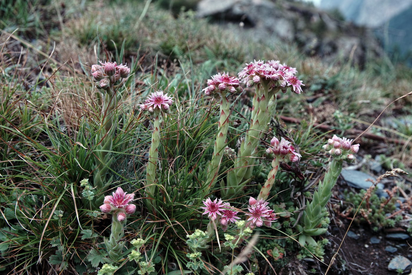 Изображение особи Sempervivum pumilum.