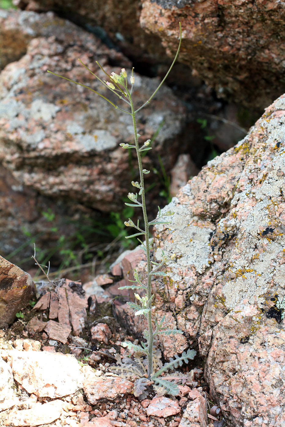 Image of Crucihimalaya wallichii specimen.