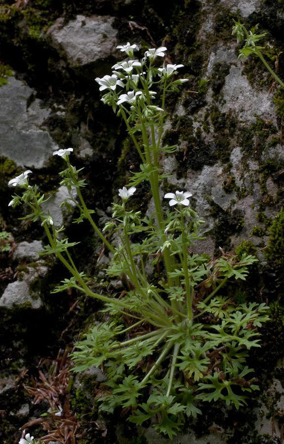 Изображение особи Saxifraga irrigua.