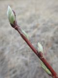 Salix abscondita. Верхушка побега с раскрывшимися почками. Иркутская обл., Иркутский р-н, дер. Позднякова, луг с редкими кустарниками. 03.05.2015.