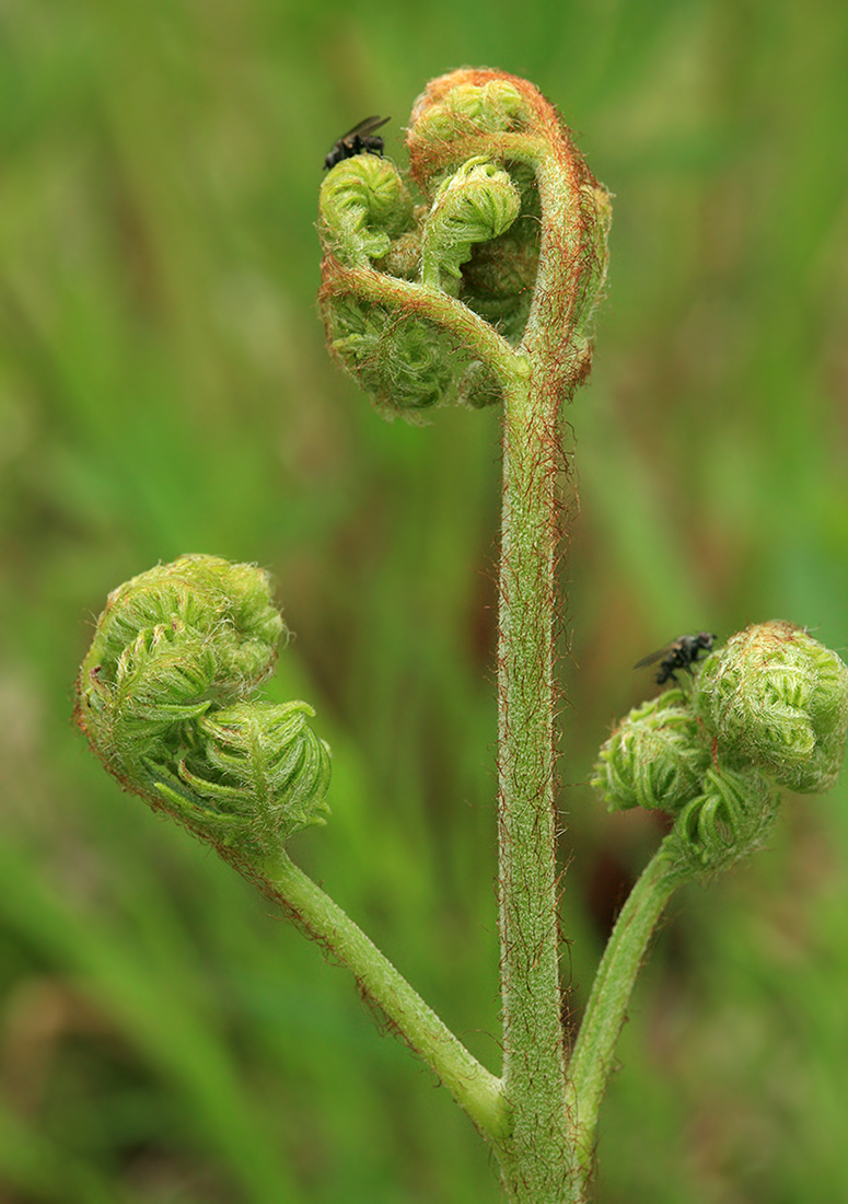 Изображение особи Pteridium aquilinum.