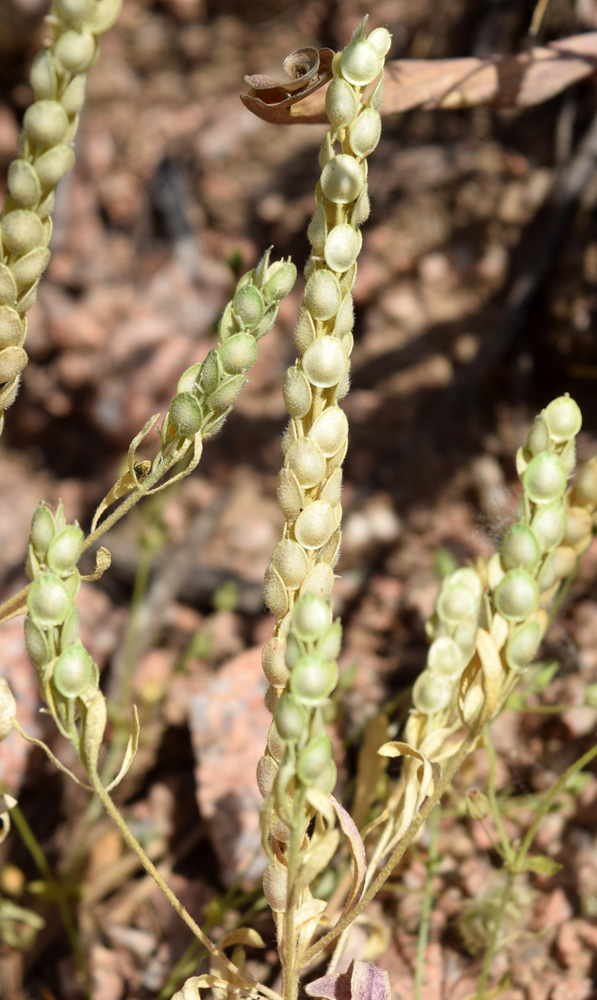 Image of Alyssum stenostachyum specimen.