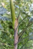 Dracunculus vulgaris