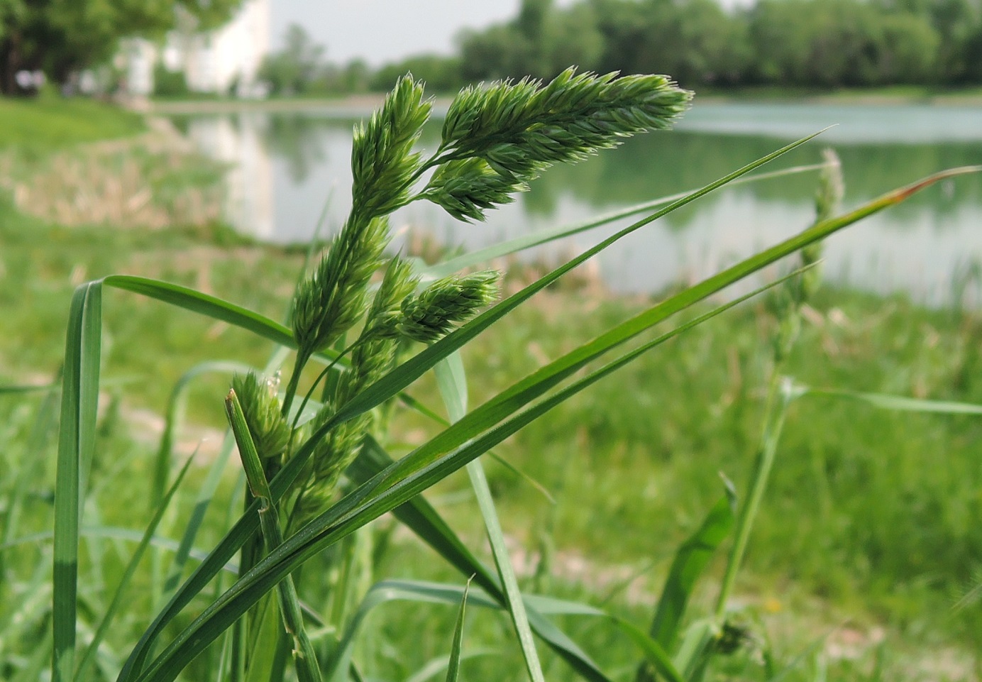 Изображение особи Dactylis glomerata.