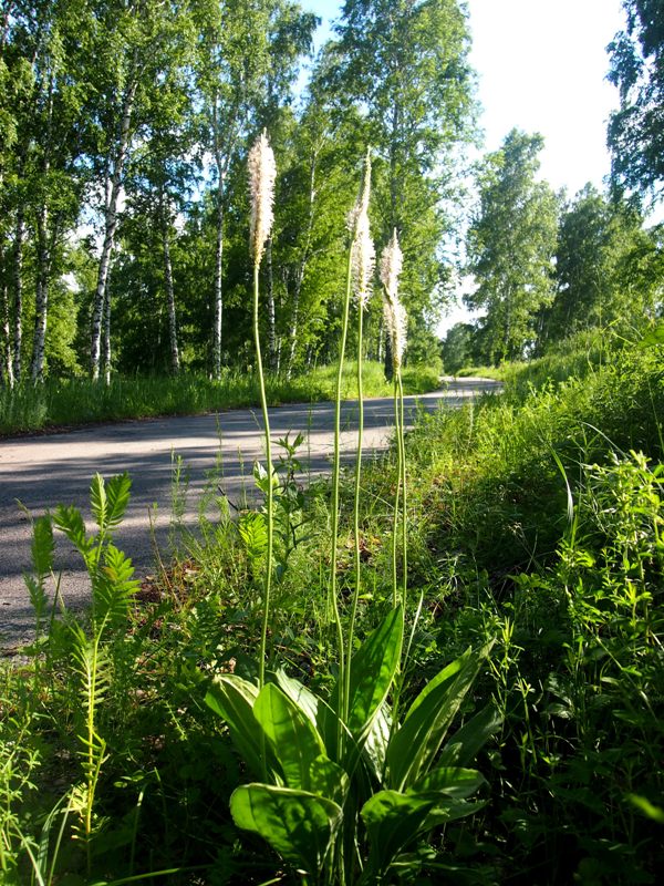 Image of Plantago urvillei specimen.