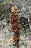 Orobanche centaurina. Отцветающее растение (паразитирует на Echinops ritro). Крым, окр. Феодосии, хр. Тепе-Оба, степной склон к морю. 23 июня 2016 г.