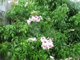 Pandorea jasminoides