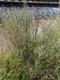 Artemisia campestris. Цветущее растение на железнодорожной насыпи. Ленинградская обл., окр. ж-д ст. Кавголово. 29.07.2009.