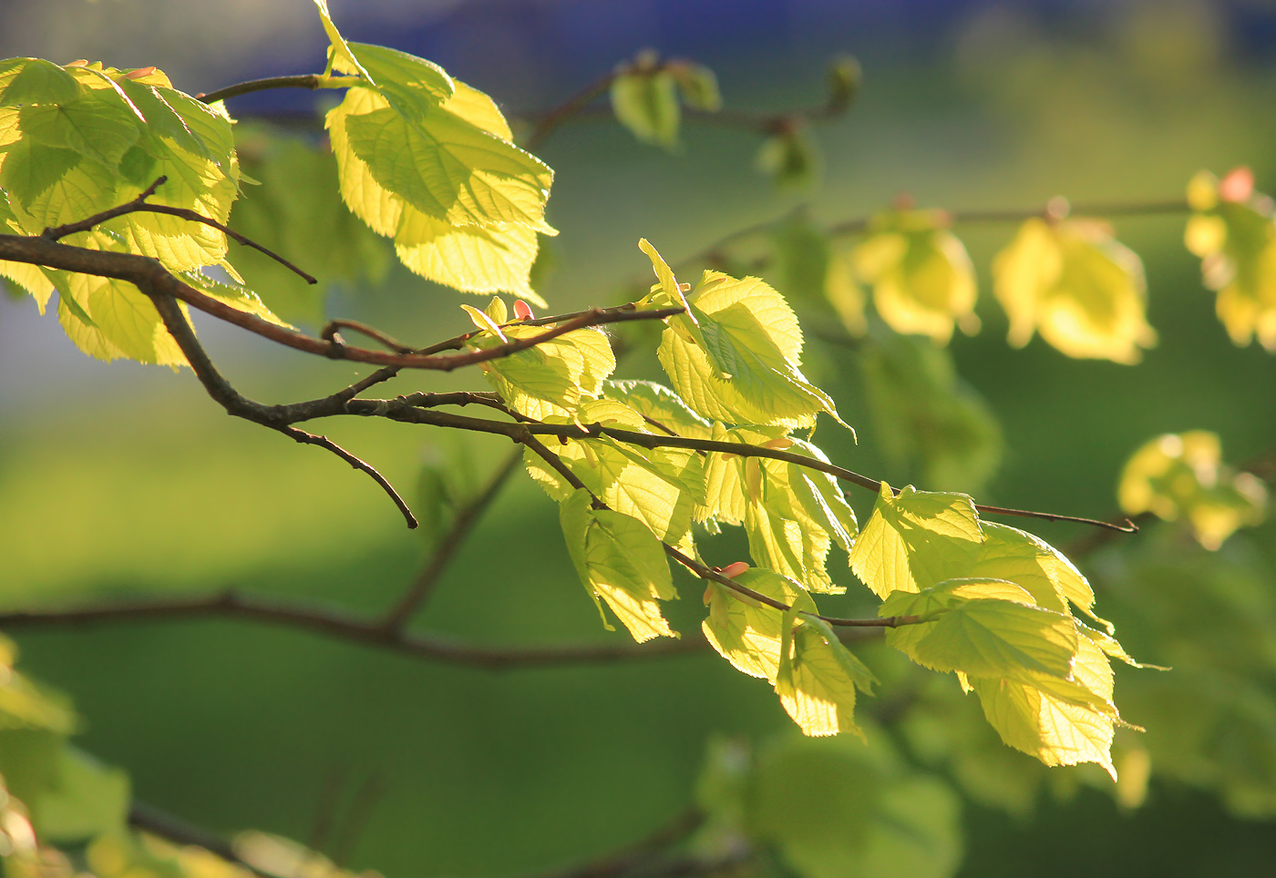 Изображение особи Tilia europaea.