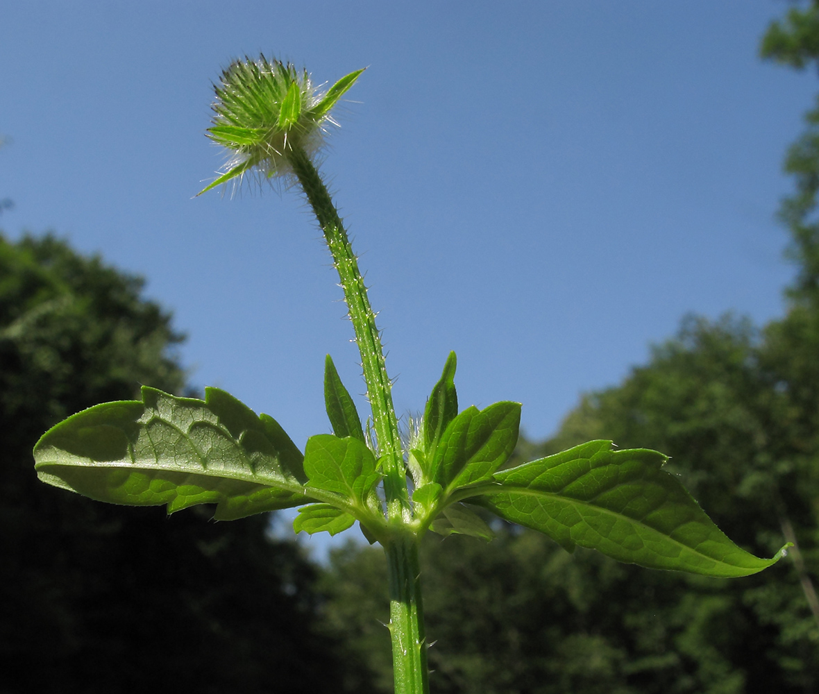 Image of Dipsacus pilosus specimen.