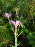 Dianthus versicolor. Цветок (вид сбоку). Иркутская обл., Иркутский р-н, окр. дер. Позднякова, залежь на вершине холма. 20.07.2016.