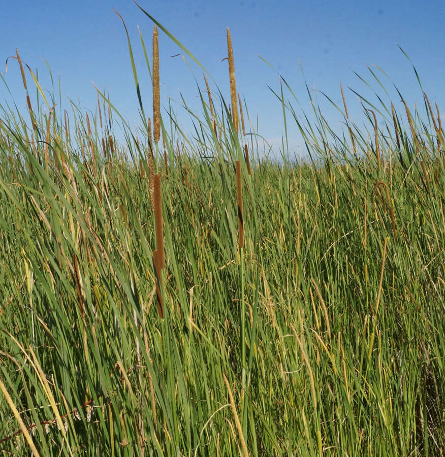 Изображение особи Typha angustifolia.