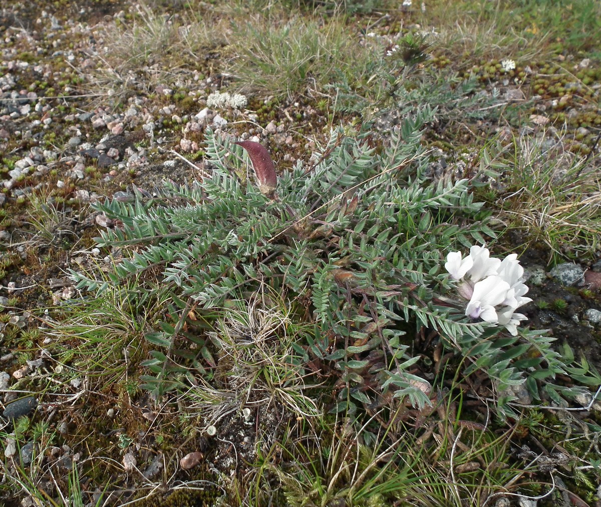 Image of Oxytropis sordida specimen.