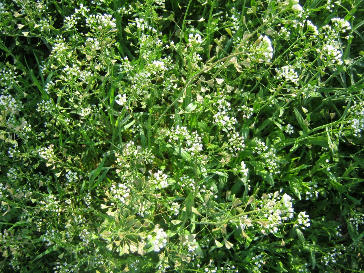 Изображение особи Capsella bursa-pastoris.