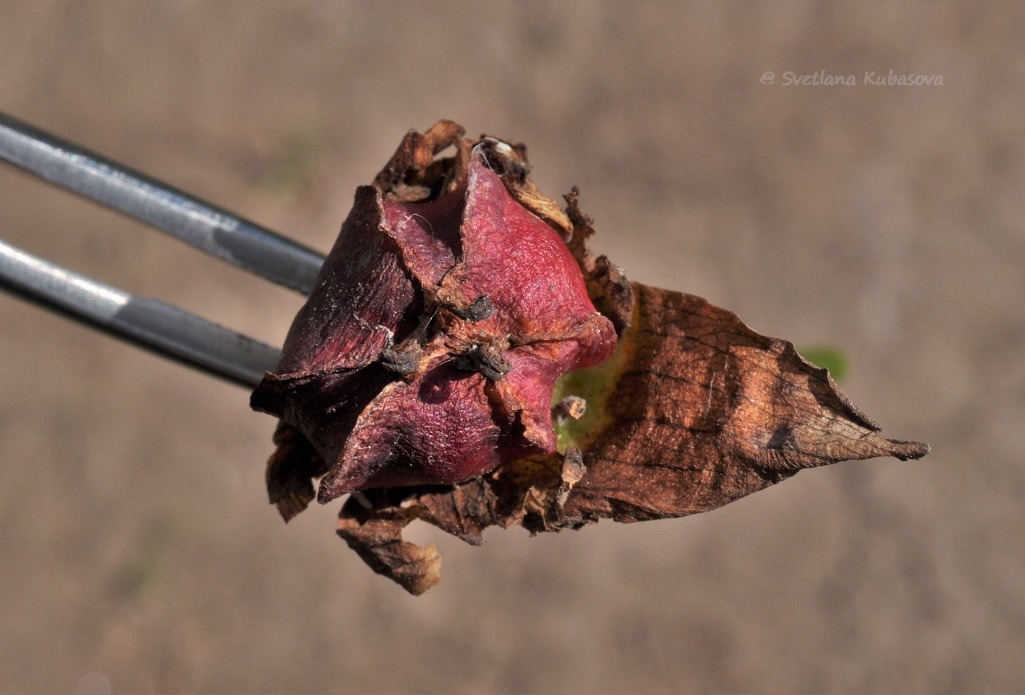 Image of Trillium flexipes specimen.
