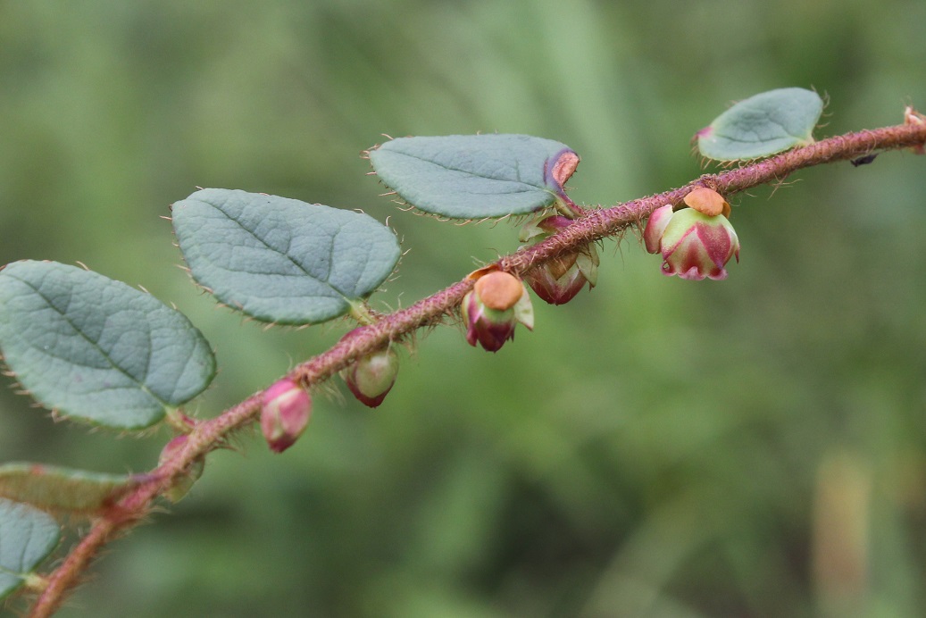 Image of Gaultheria nummularioides specimen.