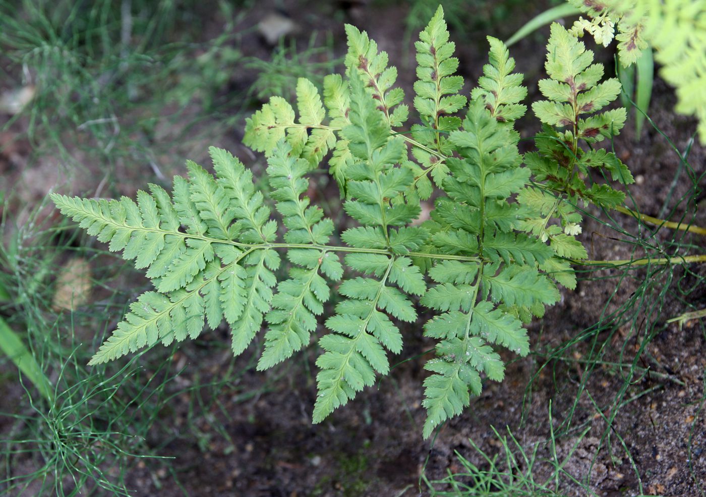 Изображение особи Dryopteris carthusiana.