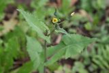 Sonchus oleraceus