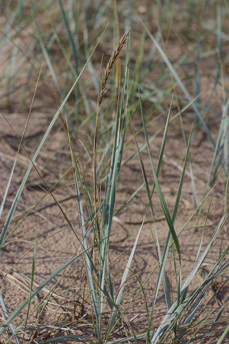 Image of Leymus arenarius specimen.