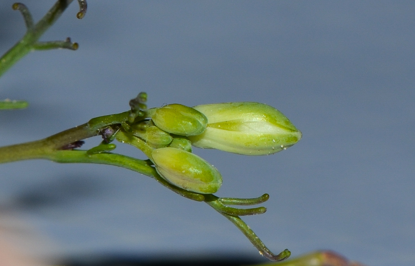 Image of Pseuderucaria clavata specimen.