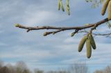 Corylus maxima